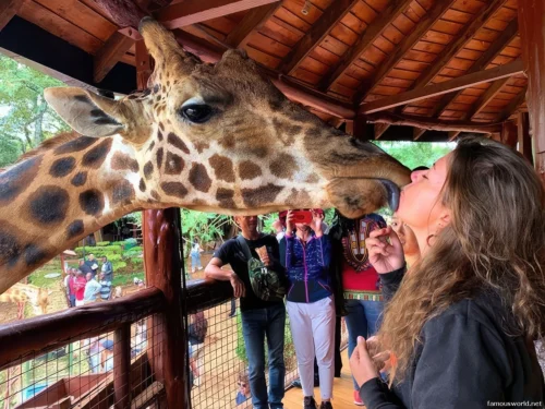 Giraffe Centre (Nairobi) 06
