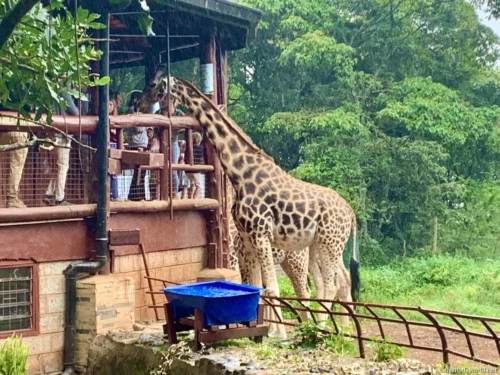 Giraffe Centre (Nairobi) 11