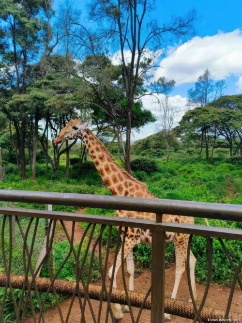 Giraffe Centre (Nairobi) 12