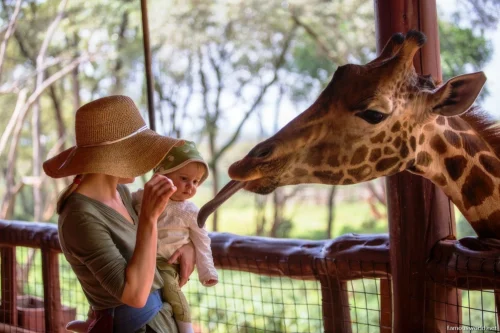 Giraffe Centre (Nairobi) 13