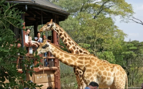 Giraffe Centre (Nairobi) 17