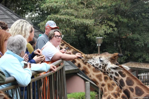 Giraffe Centre (Nairobi) 18
