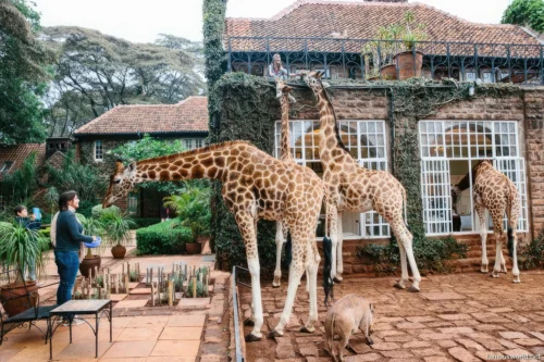 Giraffe Centre (Nairobi) 19