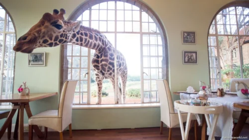 Giraffe Centre (Nairobi) 20