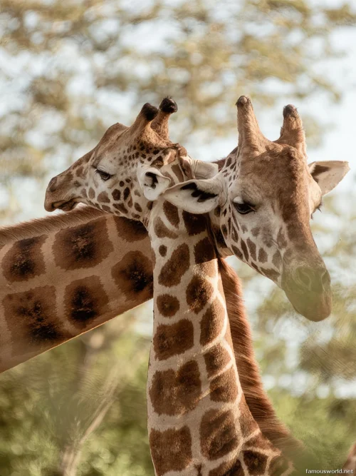 Giraffe Centre (Nairobi) 21