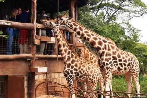 Giraffe Centre (Nairobi) 23