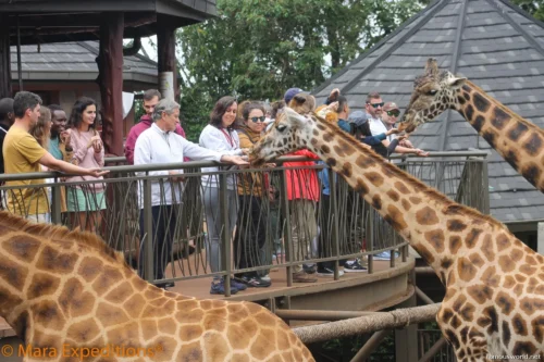 Giraffe Centre (Nairobi) 25