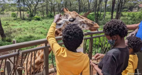 Giraffe Centre (Nairobi) 26