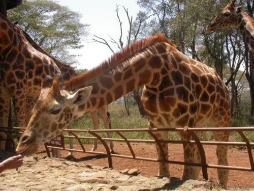 Giraffe Centre (Nairobi) 27