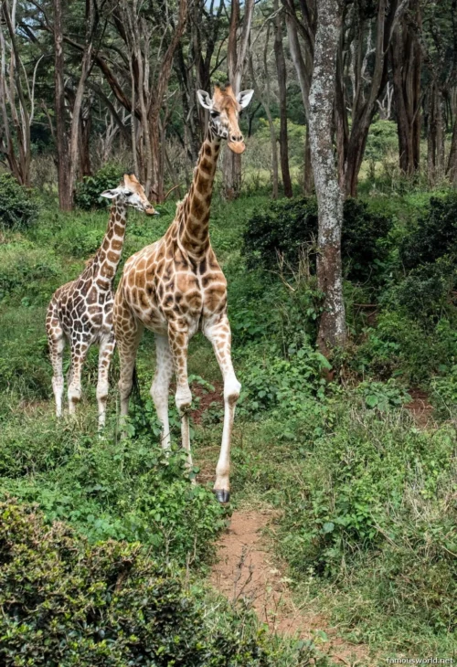 Giraffe Centre (Nairobi) 32