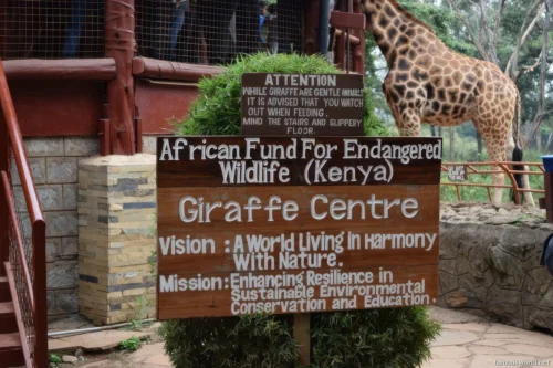 Giraffe Centre (Nairobi) 33