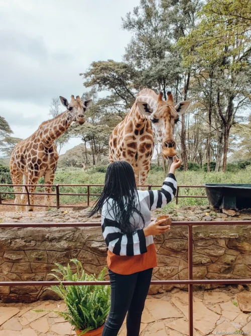 Giraffe Centre (Nairobi) 34