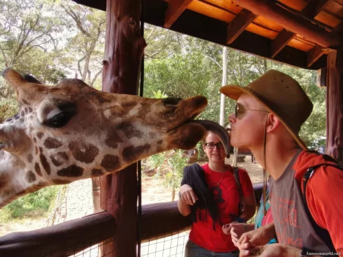 Giraffe Centre (Nairobi) 36