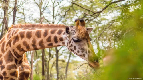 Giraffe Centre (Nairobi) 40