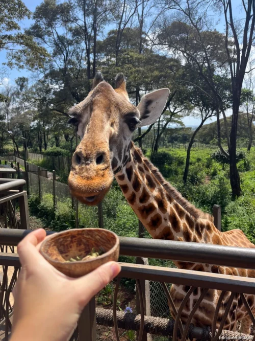 Giraffe Centre (Nairobi) 41