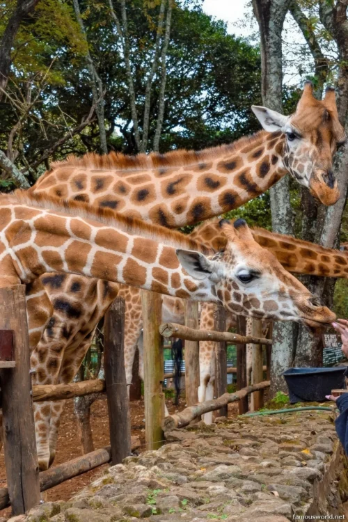Giraffe Centre (Nairobi) 43