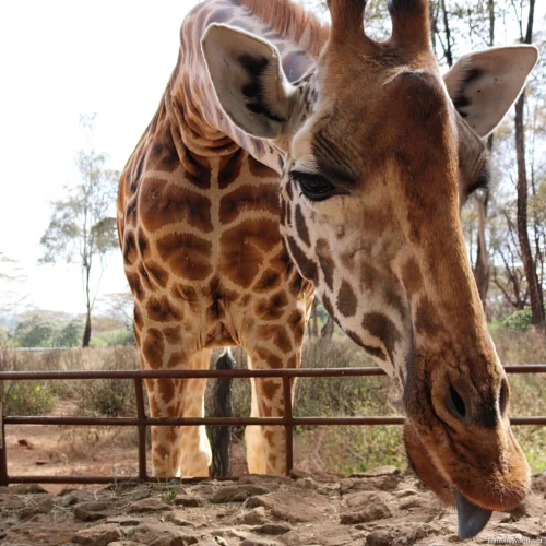 Giraffe Centre (Nairobi) 44