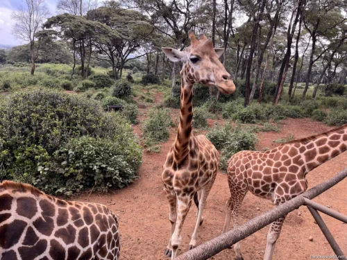 Giraffe Centre (Nairobi) 45