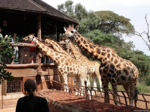 Giraffe Centre (Nairobi) 47