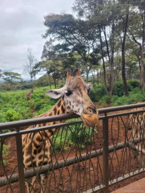 Giraffe Centre (Nairobi) 49