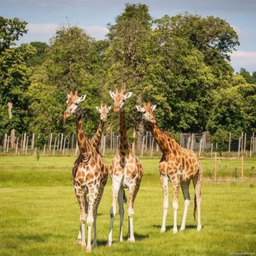 Giraffe Centre (Nairobi) 50