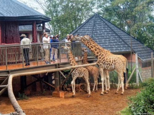 Giraffe Centre (Nairobi)