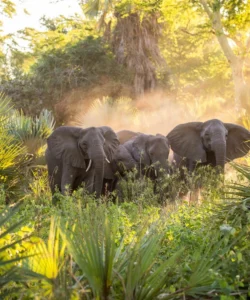 Gorongosa National Park
