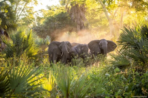 Gorongosa National Park 06