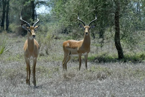 Gorongosa National Park 17