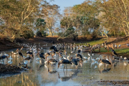 Gorongosa National Park 22