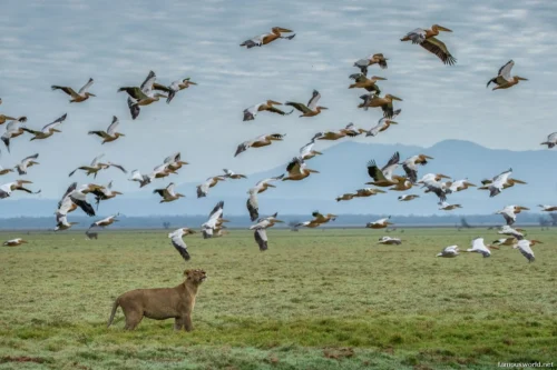 Gorongosa National Park 24