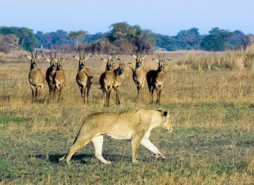Kafue National Park 01