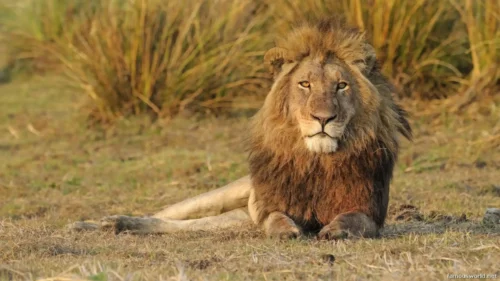 Kafue National Park 03