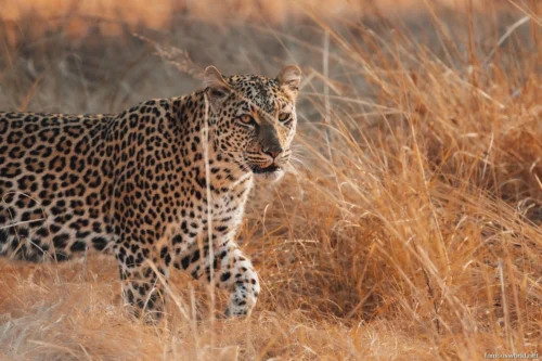 Kafue National Park 04