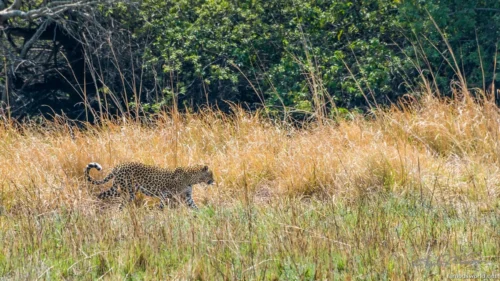 Kafue National Park 05