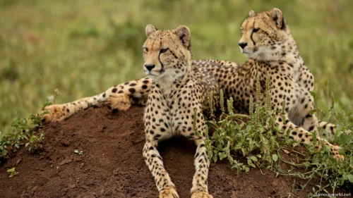 Kafue National Park 08