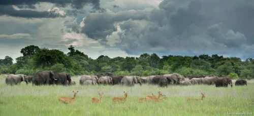 Kafue National Park 11