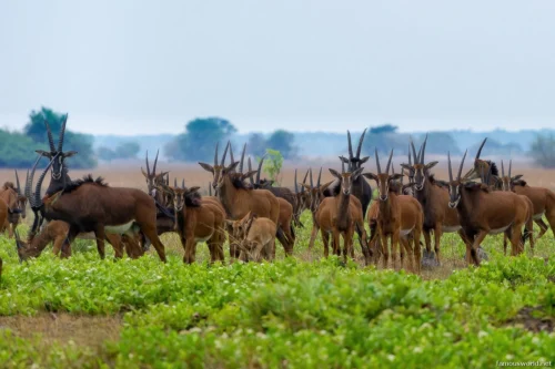 Kafue National Park 14