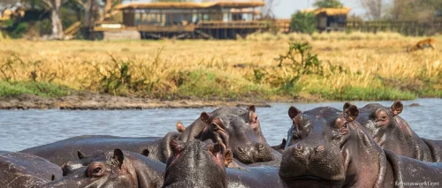 Kafue National Park 17