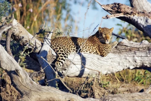 Kafue National Park 26