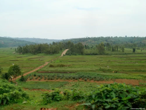 Kibira National Park 03