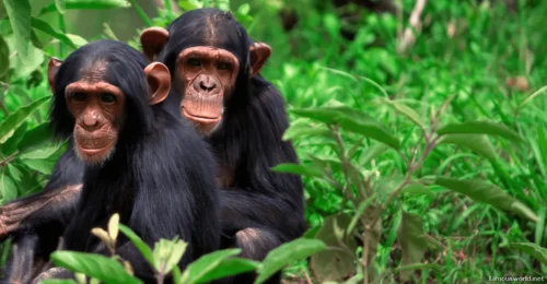 Kibira National Park 07