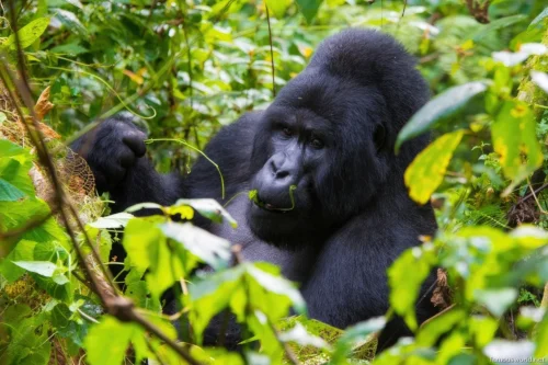 Kibira National Park 11