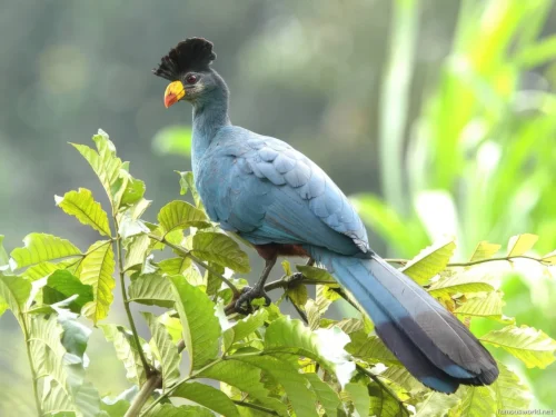 Kibira National Park 12