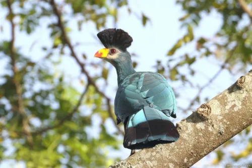 Kibira National Park 13