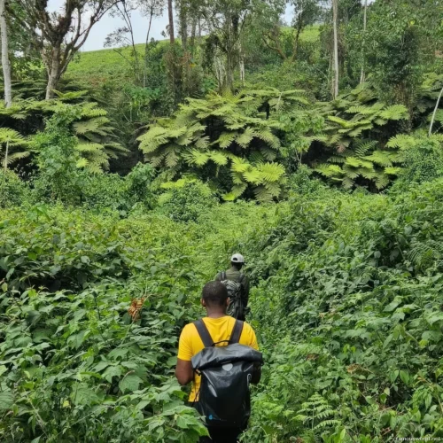 Kibira National Park 14