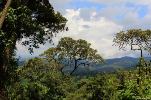 Kibira National Park 17