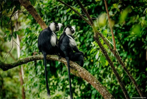 Kibira National Park 19