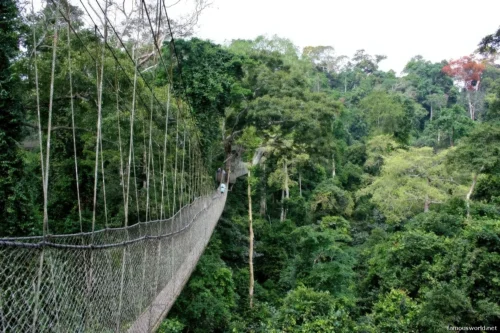 Kibira National Park 20