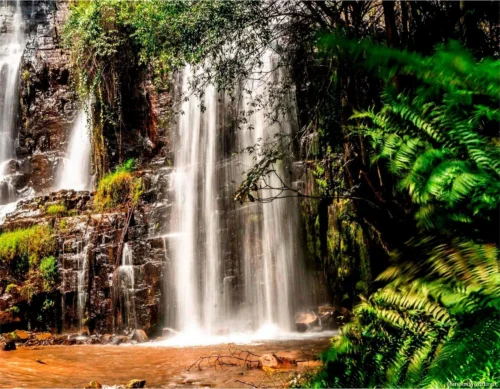 Kibira National Park 21